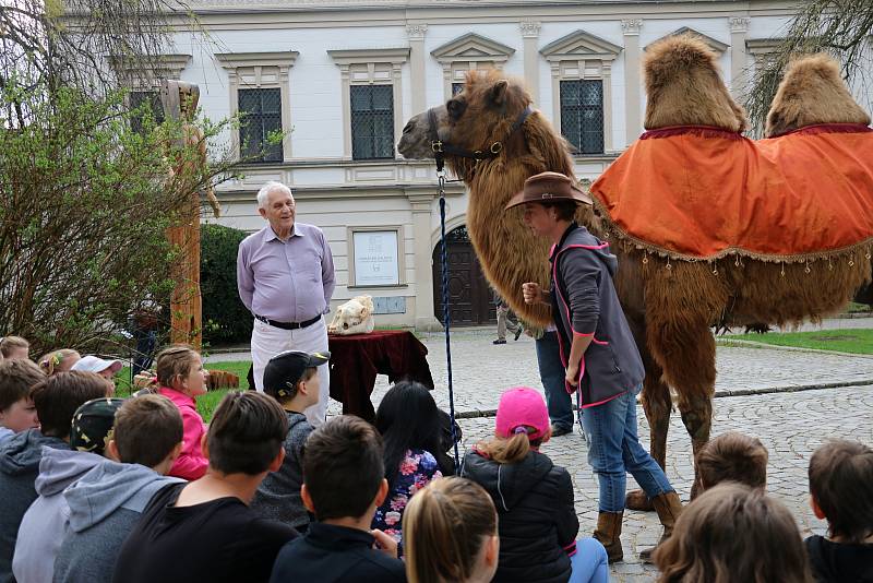 Pohladit si živého velblouda měli možnost dospělí i děti na Vratislavově náměstí.