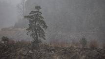 „Lovec stromů“ Rob McBride se přijel podívat na českého finalistu v soutěži Evropský strom roku – Chudobínskou borovicí ve Víru.