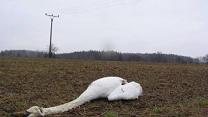 Ochranné prvky na elektrickém vedení umožní ptákům snadnější orientaci.