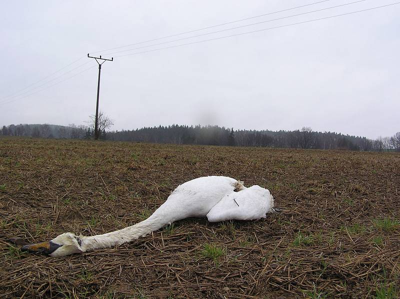 Ochranné prvky na elektrickém vedení umožní ptákům snadnější orientaci.