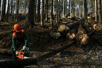 Podle žďárských ochranářů byl způsob těžby vandalem nařezaných stromů v katastru Vříště proveden dost nešetrným způsobem. V lese po samozvaném dřevorubci zbyly metr vysoké pařezy. 