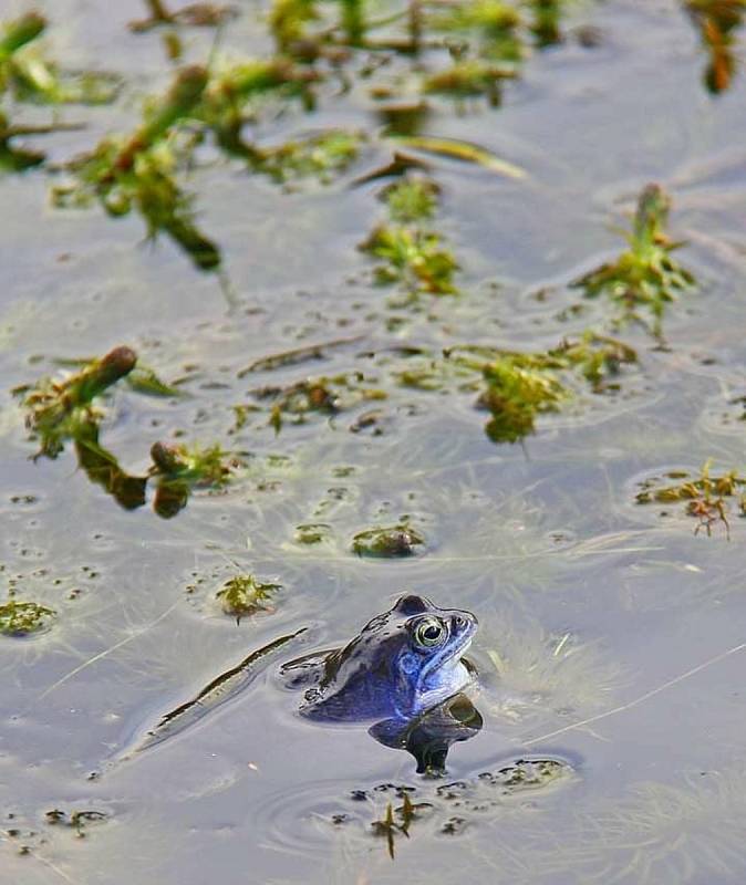 Samečci skokana ostronosého se v době námluv barví do modra.