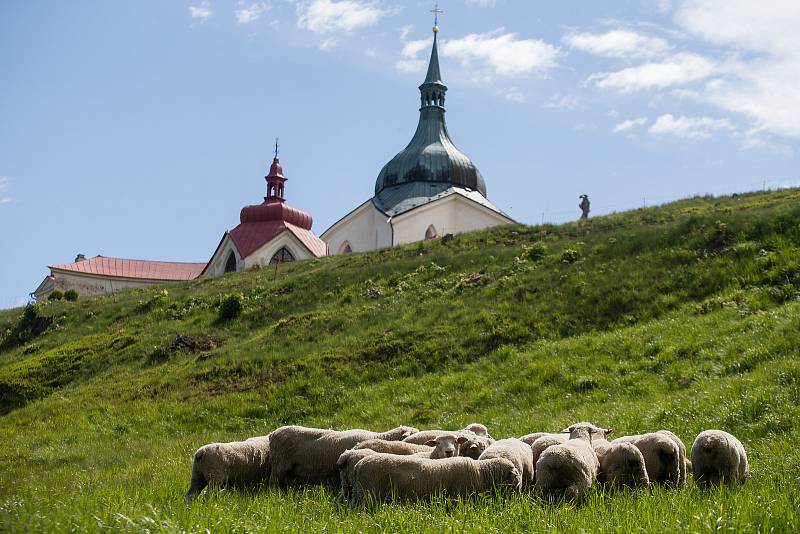 Ovce na Zelené Hoře ve Žďáře nad Sázavou.