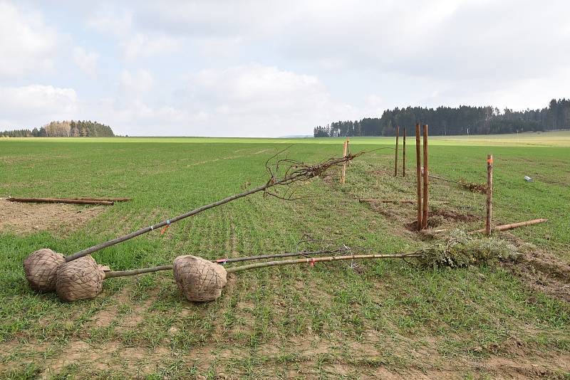 Polní cesta se stromořadím u Vetelských rybníků na Žďársku.