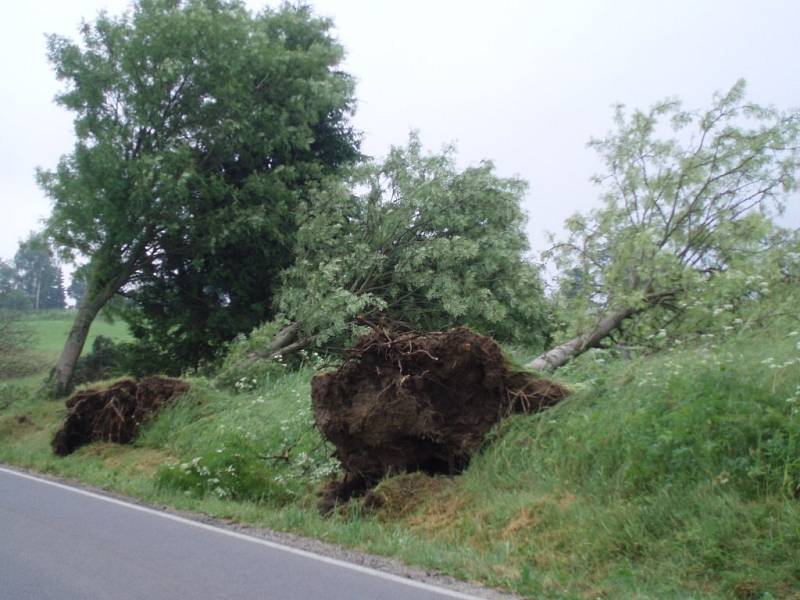 Spadlý strom mezi Herálcem a Kocandou.