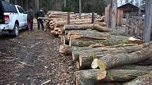 Zpracování dřeva v lese, ilustrační foto