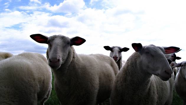 Ovce použijí jako živé sekačky. Budou se pást na Zelené hoře