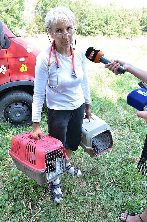 Z útulku odebrali všechny psy, provozovatelé péči nezvládali. Žďárská radnice řeší, kam teď bude umisťovat zatoulaná zvířata odchycená na území města.