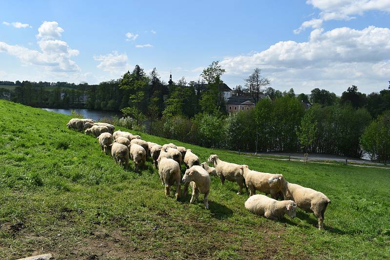 Berani z farmy v Počítkách spásají trávu pod Zelenou Horou. Zůstanou dle počasí, nejspíš do září.