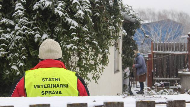 Opatření kvůli ptačí chřipce bylo zmírněno, štěpánovské slepice mohou na dvorky