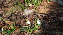 Křehká krása bílých květů bledulí ve Světnovském údolí.