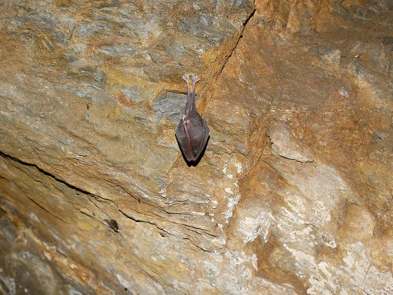 Do podzemních prostor lákají netopýry příznivé teploty. Pravidelný zimní monitoring pomáhá sledovat vývoj netopýřích populací.