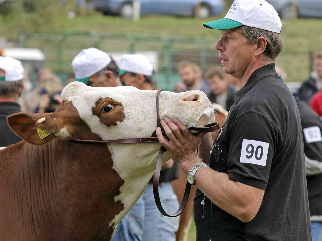 Krávy soutěžily o titul krásy - Žďárský deník