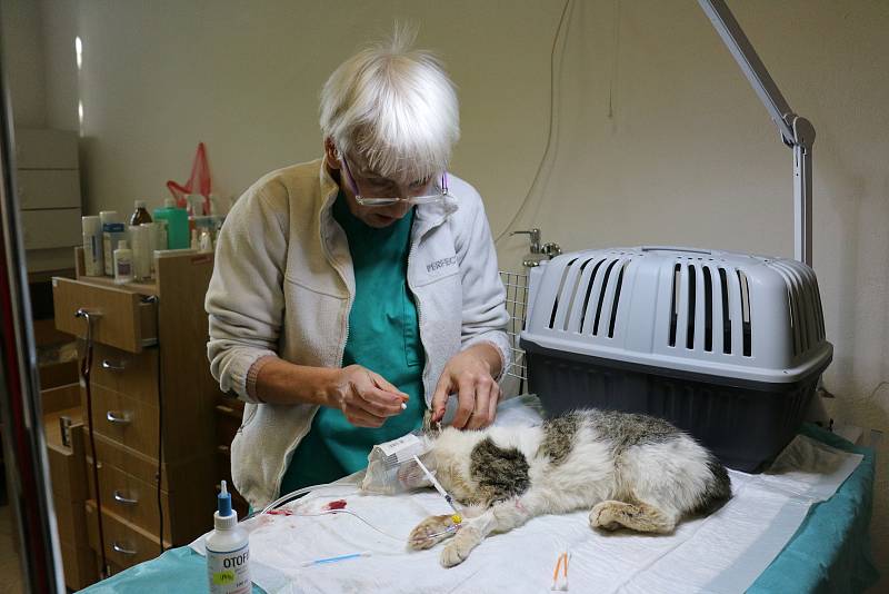Marie Dobrovolná provozuje veterinární praxi ve Žďáře nad Sázavou a v Novém Městě na Moravě.