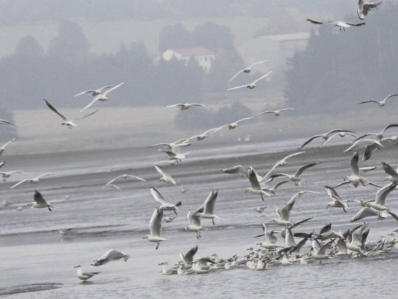 očně se u Veselského rybníka vystřídá na 70 druhů ptáků. 