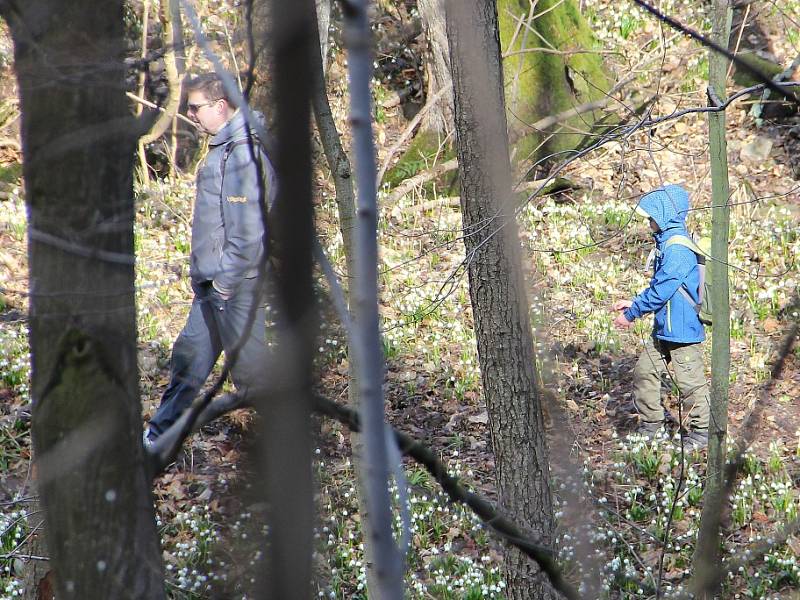 Koberce bílých květů podél Chlébského potoka na rozhraní Bystřicka a Nedvědicka přitahují každý rok v březnu davy zvědavců ze všech koutů republiky.