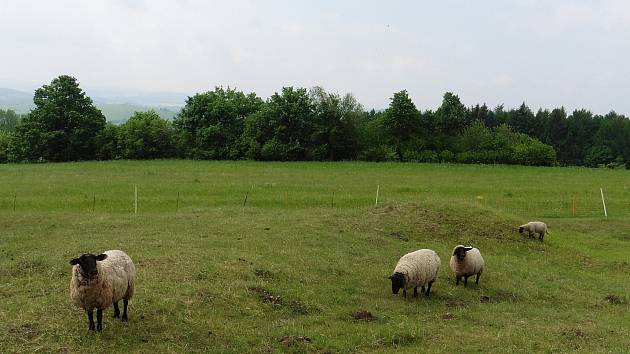 Turisté se ve Žďárských vrších mohou setkat se stády ovcí.