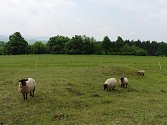 Turisté se ve Žďárských vrších mohou setkat se stády ovcí.