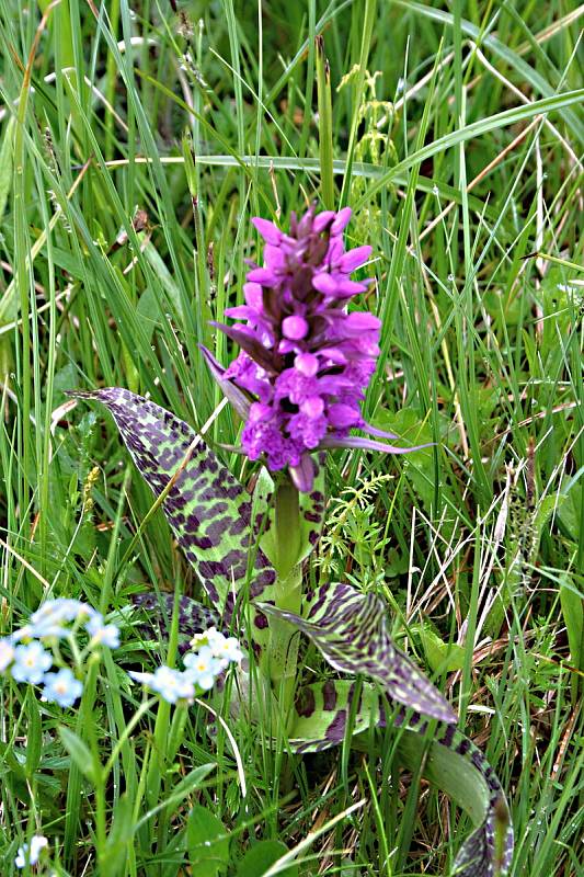 Prstnatec májový je první orchidejí, která začala kvést.