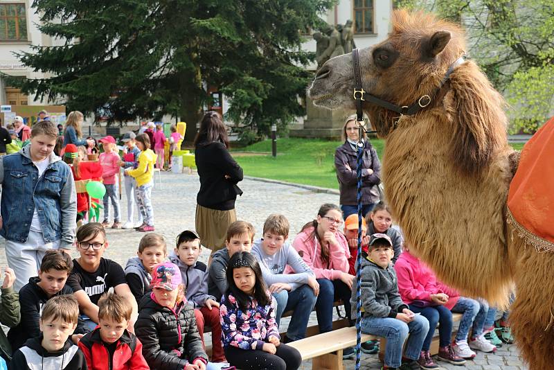 Pohladit si živého velblouda měli možnost dospělí i děti na Vratislavově náměstí.