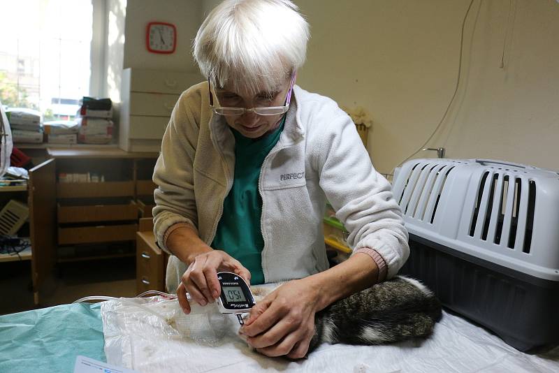 Marie Dobrovolná provozuje veterinární praxi ve Žďáře nad Sázavou a v Novém Městě na Moravě.