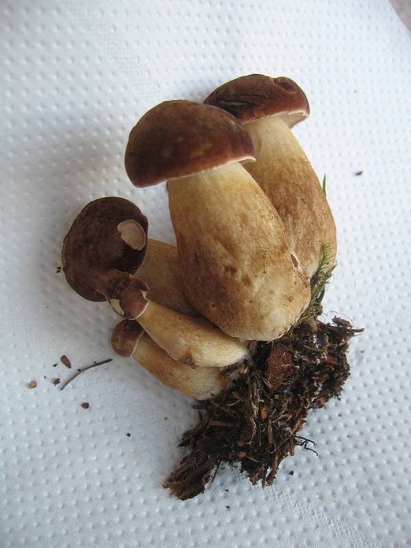 Na Žďársku pořádně zapršelo, jakmile se oteplí, houby zase porostou.