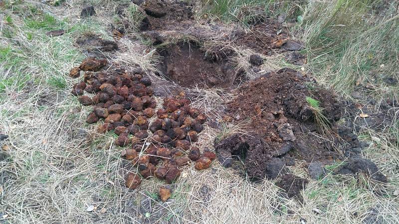 Přes sto padesát granátů a desítky roznětek zřejmě z druhé světové války našli pyrotechnici v lese u Vlachovic u Nového Města na Moravě.