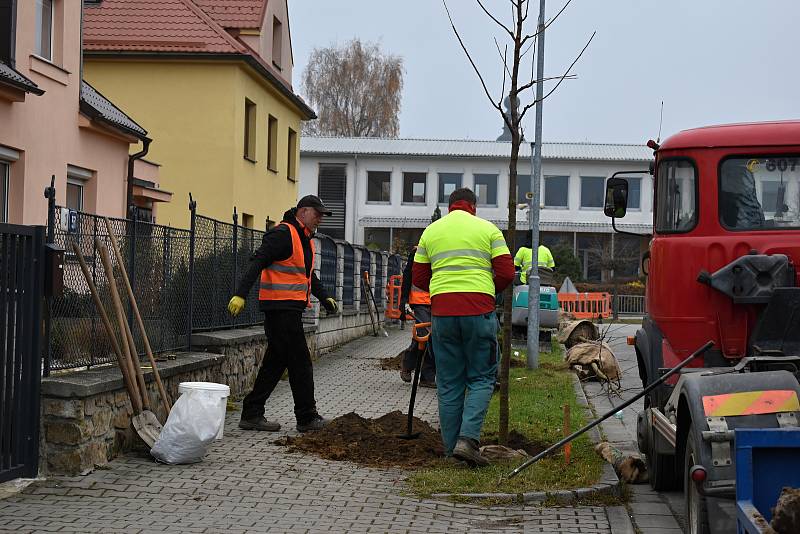 Zaměstnanci dodavatelské firmy se už pustili do sázení čtyř i pětimetrových stromů.