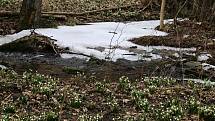 Břehy Chlébského potoka zdobí rok co rok bílé koberce bledulí.
