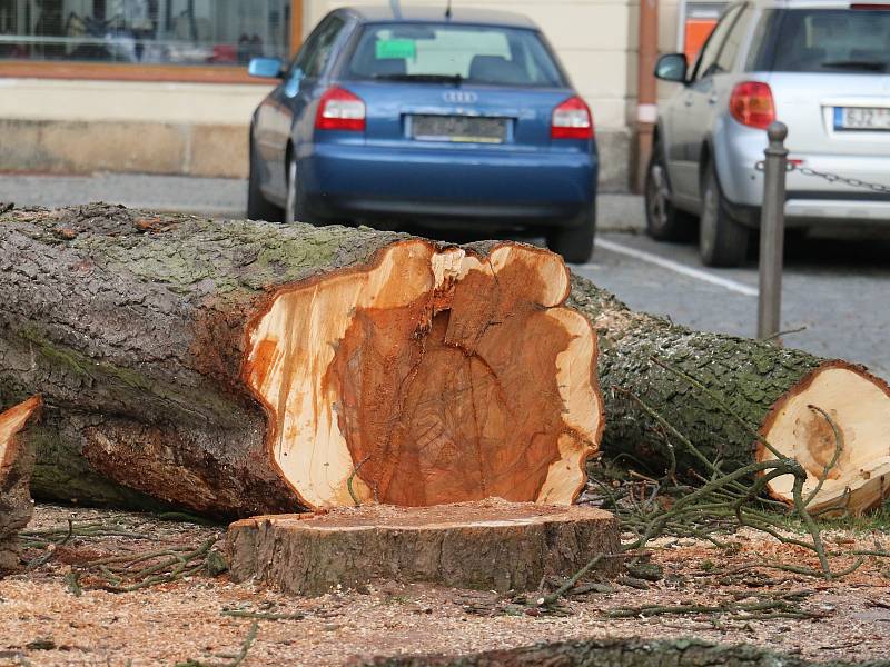 Do kmenů stromů se zakously motorové pily.