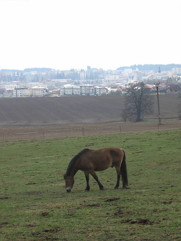 Kam vyrazit ve Žďáře nad Sázavou a jeho okolí