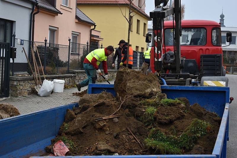 Zaměstnanci dodavatelské firmy se už pustili do sázení čtyř i pětimetrových stromů.