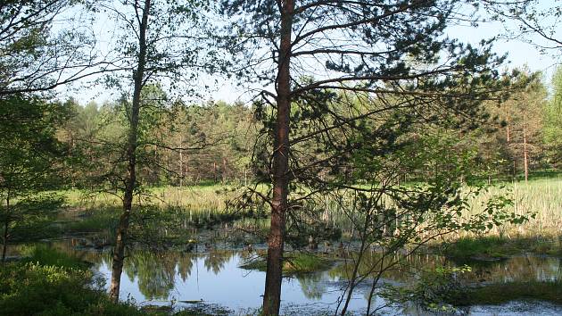 Rašeliniště na Žďársku se mění v lesy. Ochranáři tomu chtějí zabránit