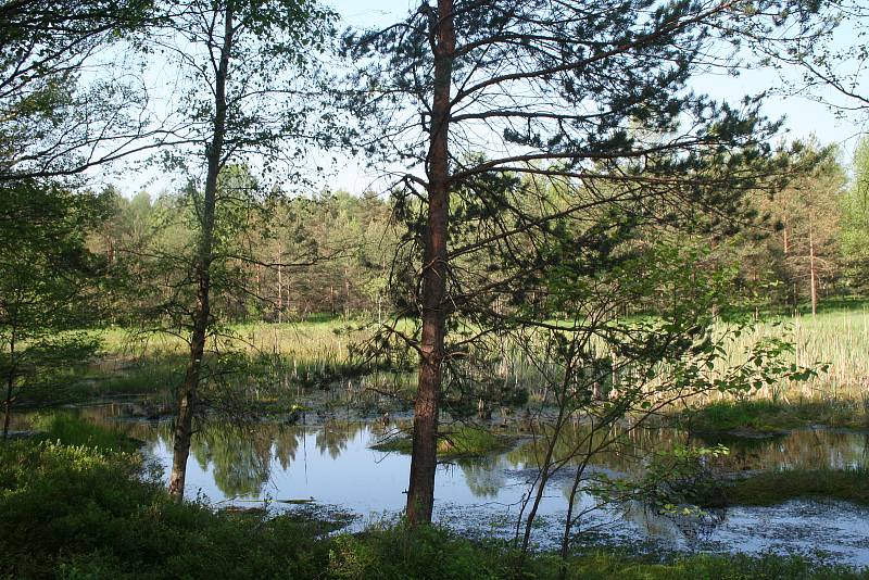 Vítězové se mohou podívat do míst, kam se běžně nedostanou. Jedním z takových míst jsou například Radostínská rašeliniště s vzácnou masožravou rostlinou rosnatkou okrouhlolistou.