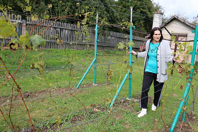 Manželé Chalupovi pěstují vinnou révu v Bohdalci už od roku 2007.