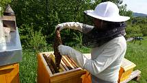 Marcela Lorencová se včelám věnuje tři roky. Začínala se dvěma úly a dnes už má čtyři. Postupně se od svého mentora naučila vše, co ke včelaření patří.