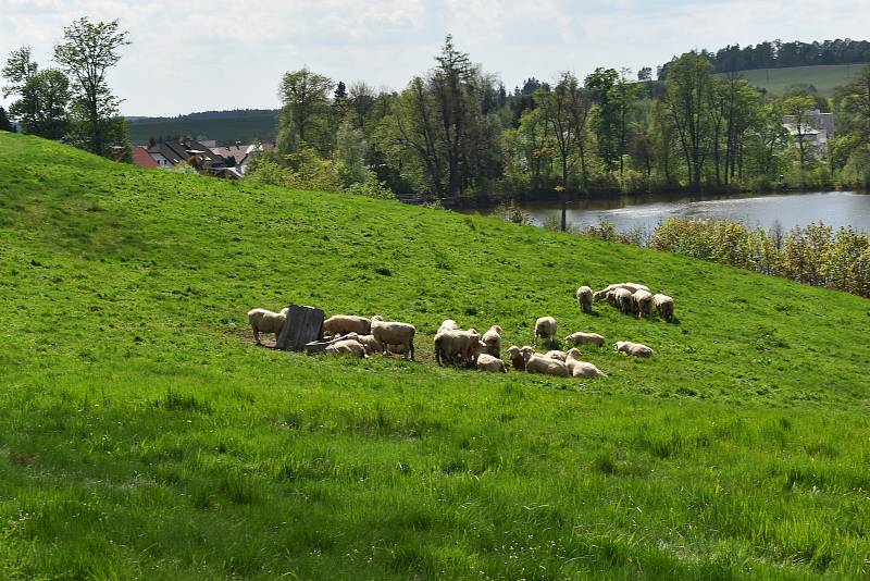 Berani z farmy v Počítkách spásají trávu pod Zelenou Horou. Zůstanou dle počasí, nejspíš do září.
