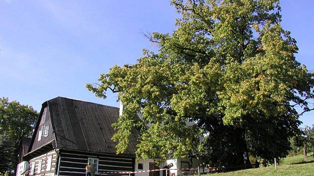 Památný strom, který najdete v Telecím v Chráněné krajinné oblasti Žďárské vrchy, je vysoký okolo dvaadvaceti metrů a má bezmála dvanáctimetrový obvod kmene.