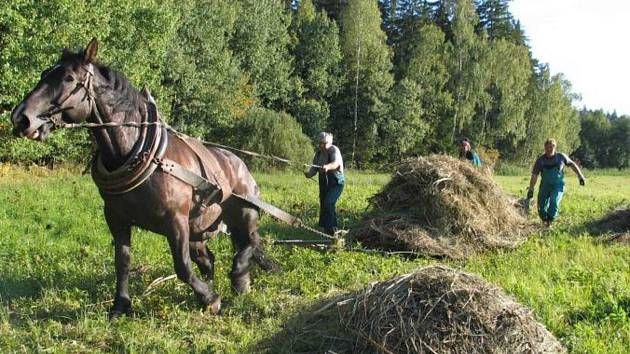 Díky ručnímu sekání trávy se na podmáčené louky vracejí vzácné druhy rostlin a živočichů. Foto: archiv Sdružení Krajina