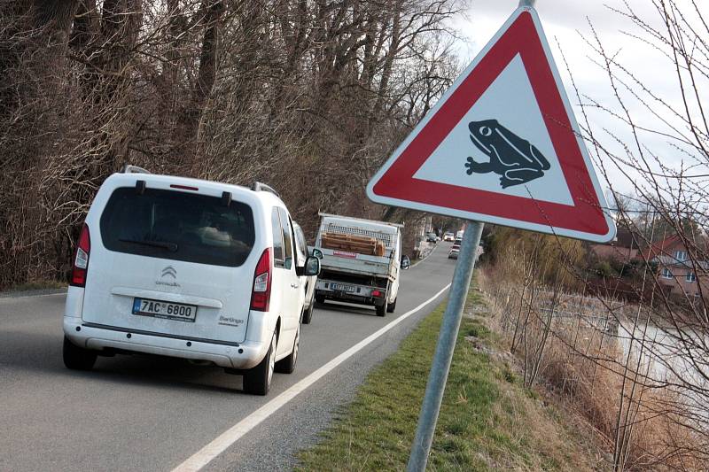 Období putování žab do rybníků nejen na Vysočině se blíží.