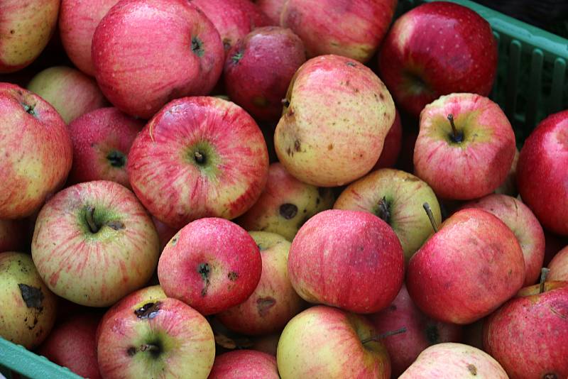 Lisování jablečné šťávy je doslova společenskou událostí. Sejdou se při něm rodinní příslušníci, přátelé i známí.