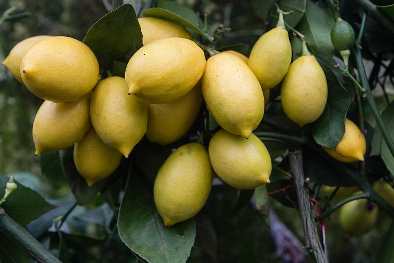 Skleník plný citrusů Petra Broži.