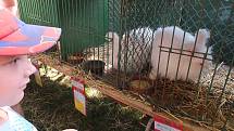 Na výstavě chovatelé ukázali veřejnosti své králíky, holuby, morčata i drůbež.K vidění ale byla i další zvířata.