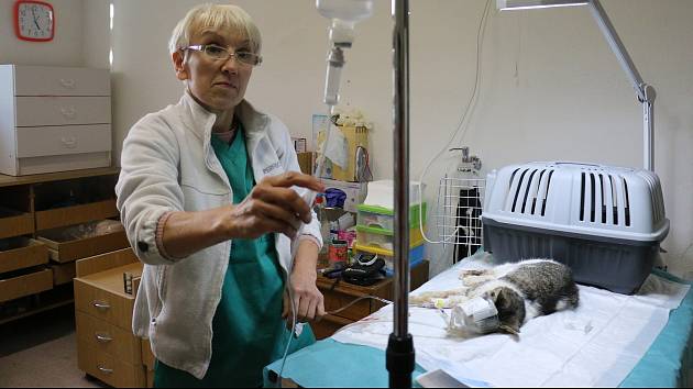 Zvířata ze zookoutku v Kletečné jsou v hrozném stavu, tvrdí veterinářka ze Žďáru