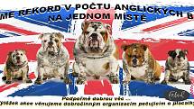 Chovatelé a fanoušci psího plemene anglický buldok zamíří začátkem října do Netína na Žďársku. Uskuteční se tam akce s charitativním podtextem. Navíc se návštěvníci srazu pokusí o zápis do knihy rekordů.
