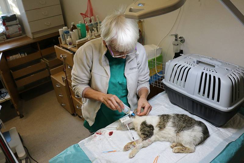 Marie Dobrovolná provozuje veterinární praxi ve Žďáře nad Sázavou a v Novém Městě na Moravě.