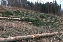 Lesy z Vysočiny mizí závratnou rychlostí.