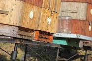 Ne všichni včelaři už mají v množství letošního medu jasno. Někteří z nich sice již sladkou dobrotu z plástů vytočili, jiní ale s medováním v tuto chvíli ještě ani nezačali.