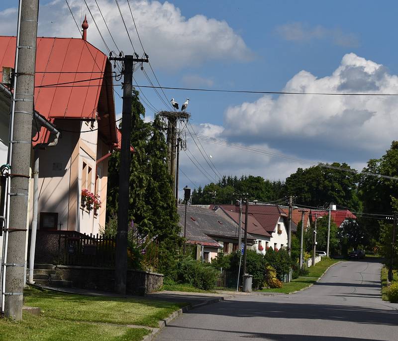 Poraněné čapí mládě se promenádovalo po soukromé zahradě.