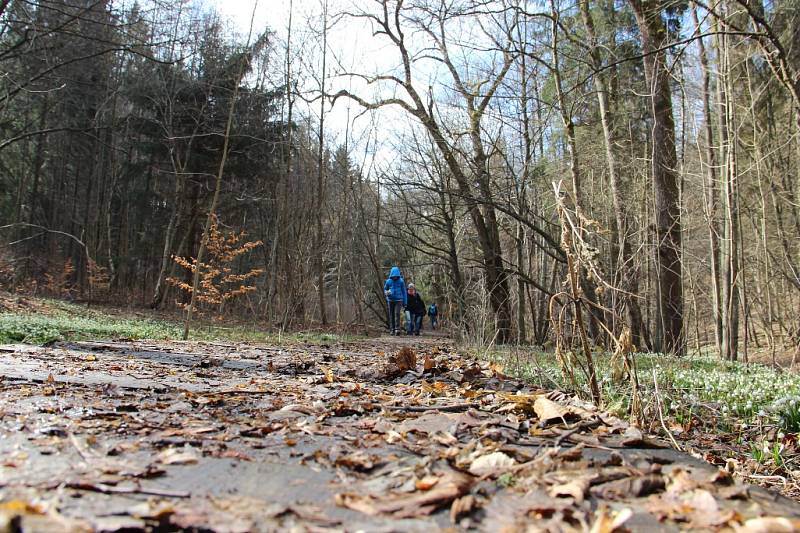 Koberce bílých květů podél Chlébského potoka na rozhraní Bystřicka a Nedvědicka přitahují každý rok v březnu davy zvědavců ze všech koutů republiky.